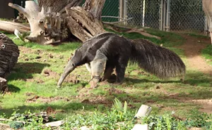 Image: Anteater Behind-the-Scenes Experience
