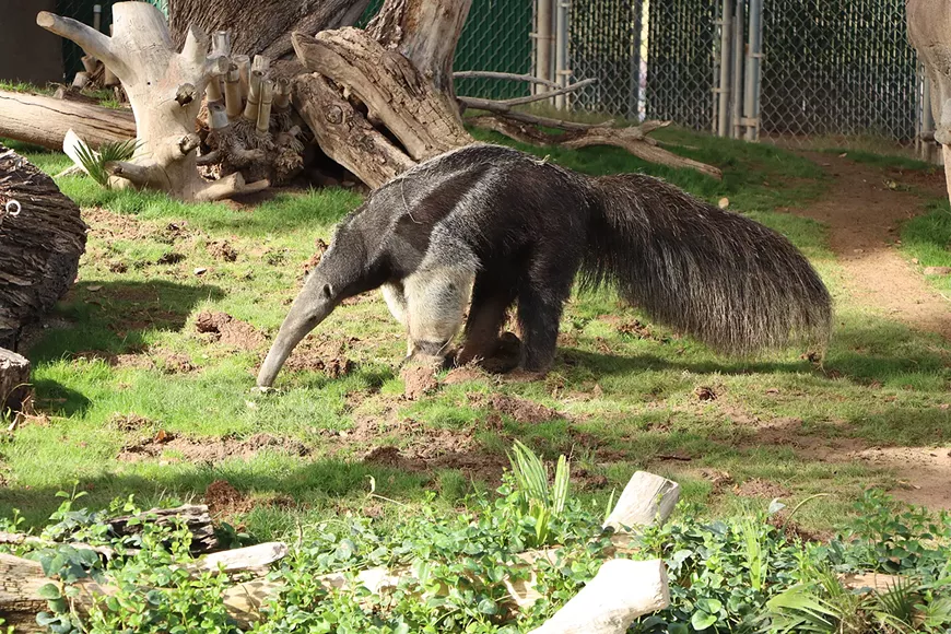 anteater_nico_december_in_grass_5m.webp