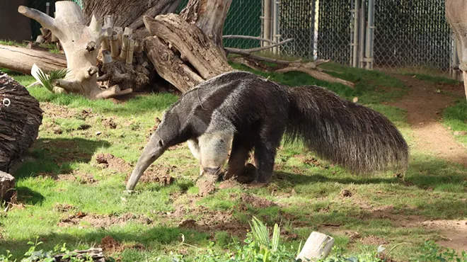 Image: Anteater Behind-the-Scenes Experience