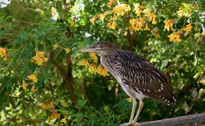 Image: Birding at the Zoo