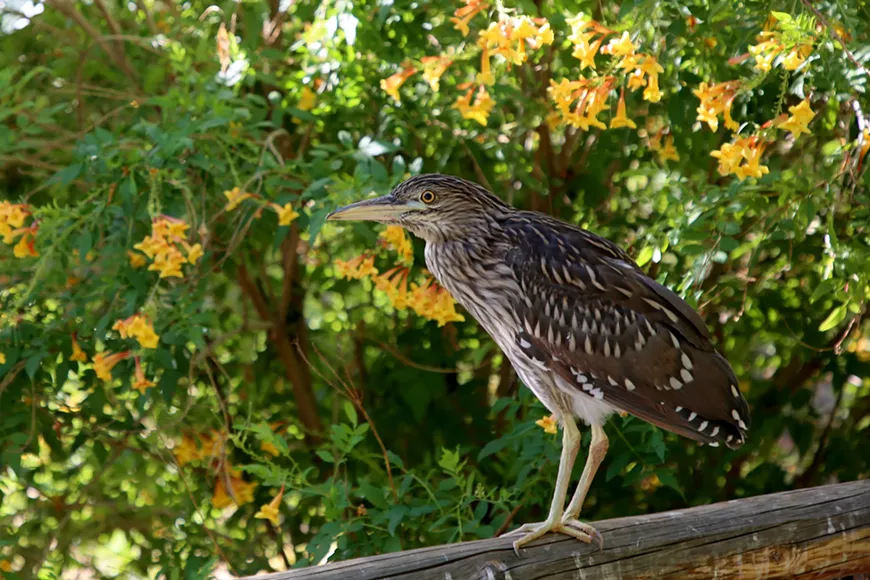 wild_night_heron_on_fence.webp