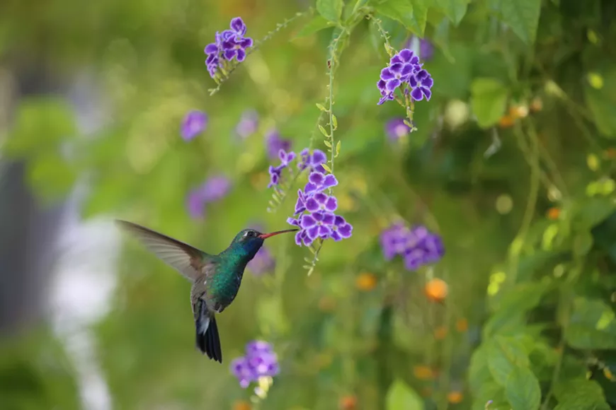 broad-billed_hummingbird_golden_dewdrop_or_sky_flower3.webp