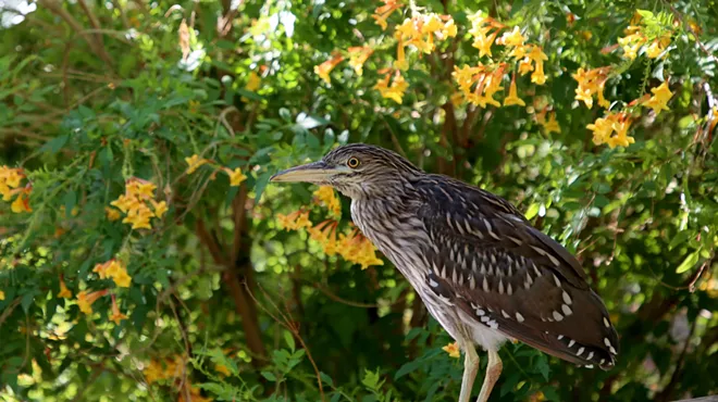 Image: Birding at the Zoo