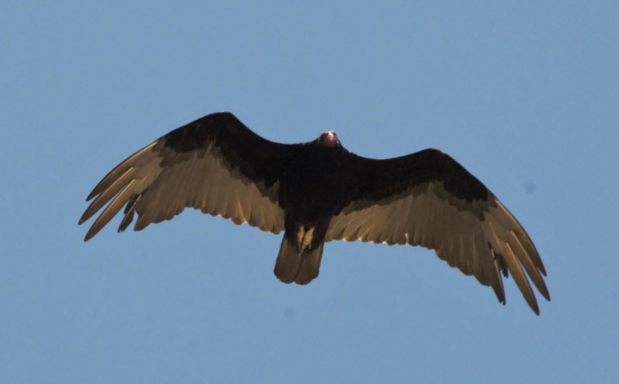 vulture.png