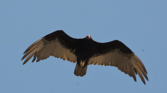 Image: Birds of Mission Garden