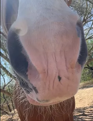 Image: Breathwork with Horses