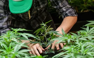 Image: Cannabis industry suffering in Arizona