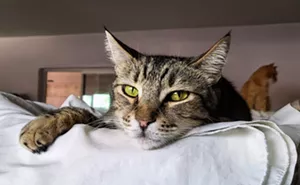 Image: Fine Wines for Felines benefit for PAWSitively CATS No-Kill Shelter