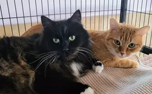 Image: Fine Wines for Felines