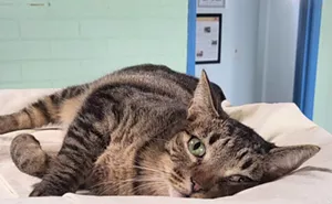 Image: Fine Wines for Felines