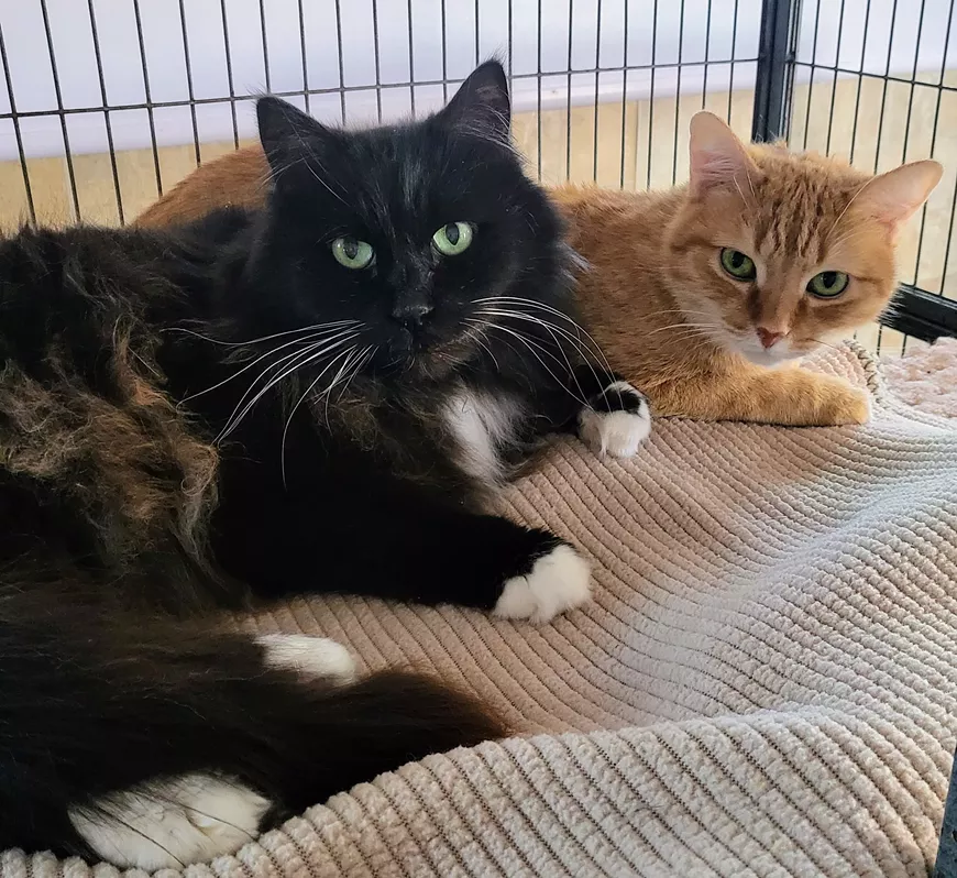 Fluff and Luna hope you'll be there!