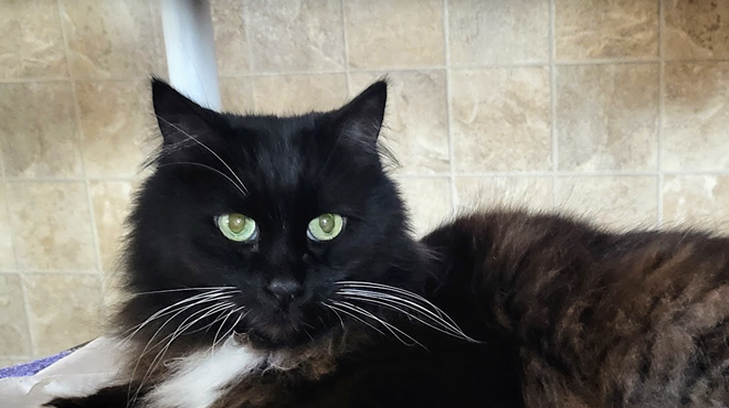 Image: Fine Wines for Felines