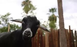 Image: Goat Behind-the-Scenes Experience