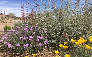 Image: Healing Herb Walk