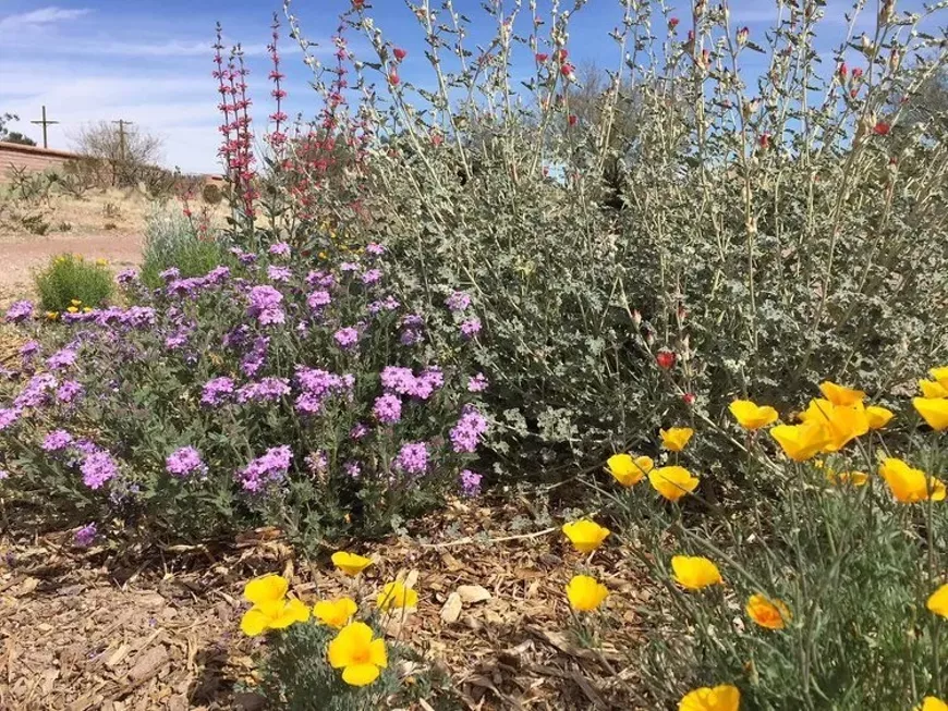 wildflowers_in_mm_medicinal_herb_garden__1_.webp
