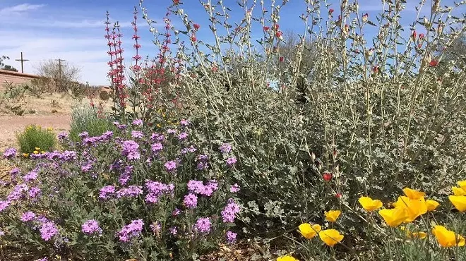 Image: Healing Herb Walk