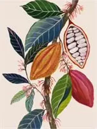 Image: Intro to Cacao Ceremony & Facilitation