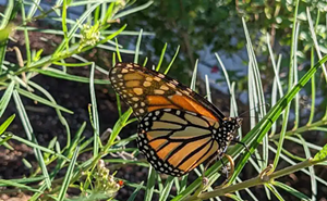 Image: Monarch Butterfly Presentation