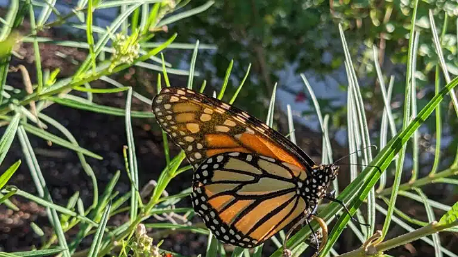 Image: Monarch Butterfly Presentation