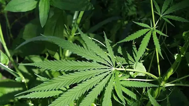 Image: NORML Briefs: Study – PTSD effects quelled by cannabis
