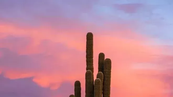 Image: Odyssey Storytelling Presents "Save Our Saguaros"