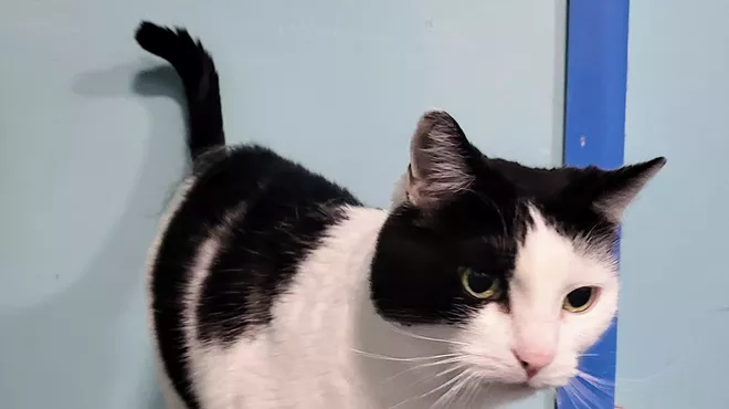 Image: PAWSitively CATS 15th Year Celebration