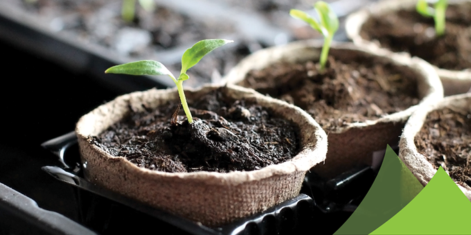 seedlingsinbiodegradablepots.png