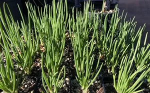 Image: Plant Sale