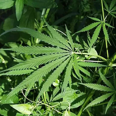 Image: Review: Clinical trials demonstrate effectiveness of cannabinoids for managing peripheral neuropathy