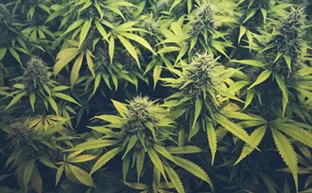 Image: Senate pushes for hemp-derived THC products