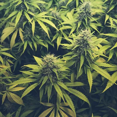 Image: Senate pushes for hemp-derived THC products