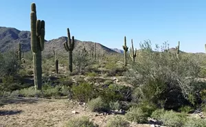Image: Sonoran Desert Conservation Efforts