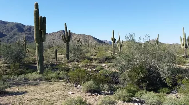 Image: Sonoran Desert Conservation Efforts