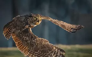 Image: Susan Hershey Wildlife Photography Exhibit