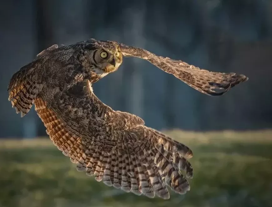 "Great Horned Owl Flying"