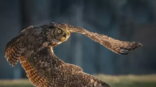 Image: Susan Hershey Wildlife Photography Exhibit