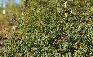 Image: Tasting History: Chiltepin