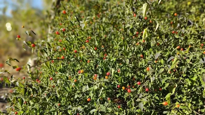 Image: Tasting History: Chiltepin