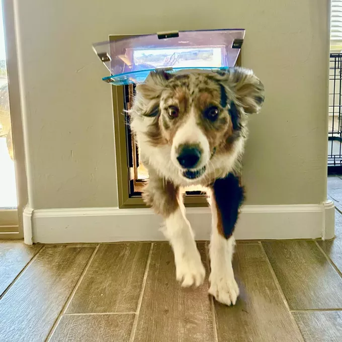 Hale and happy: Pet doors give the best of both worlds