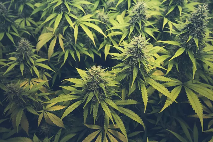Senate pushes for hemp-derived TGC products