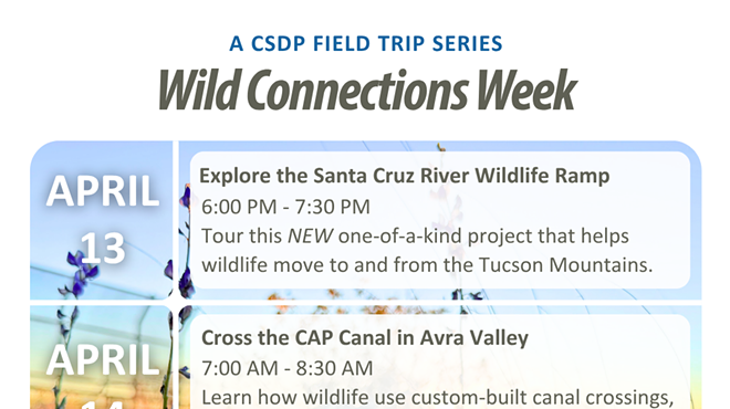 Image: Wild Connections Week - Why didn't the tortoise cross Picture Rocks Road?