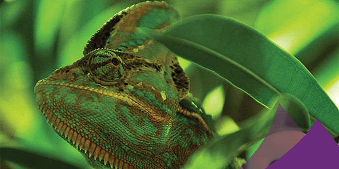 lizard