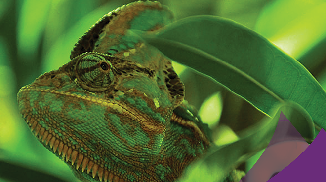 Image: Zoo to You: Adaptations