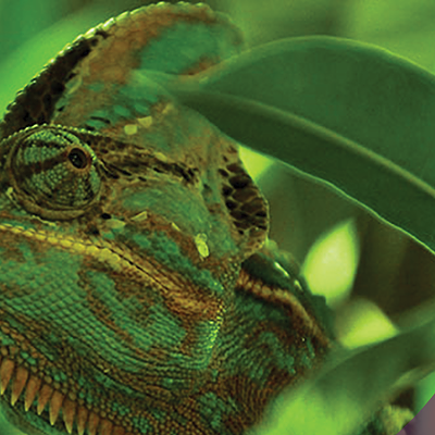 Image: lizard
